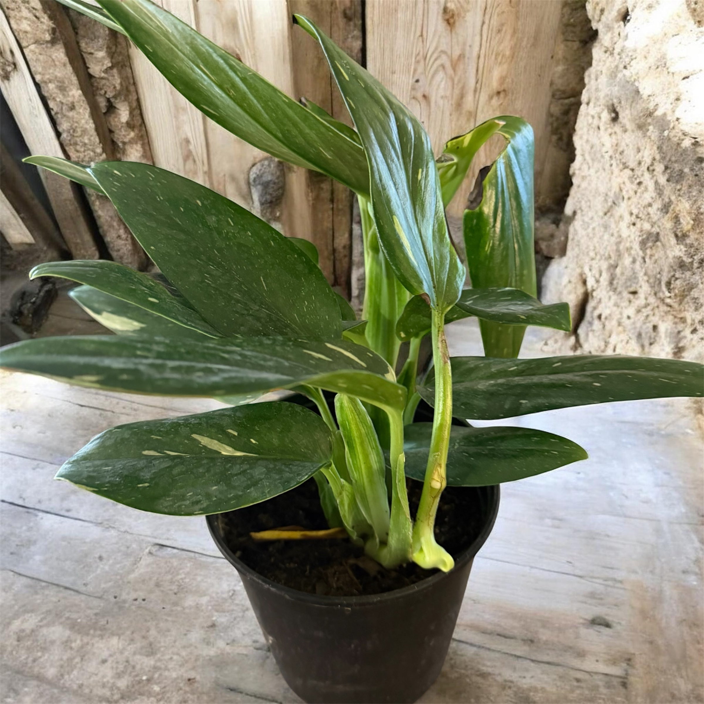Monstera standleyana 'Albo Variegata. Aka Cobra