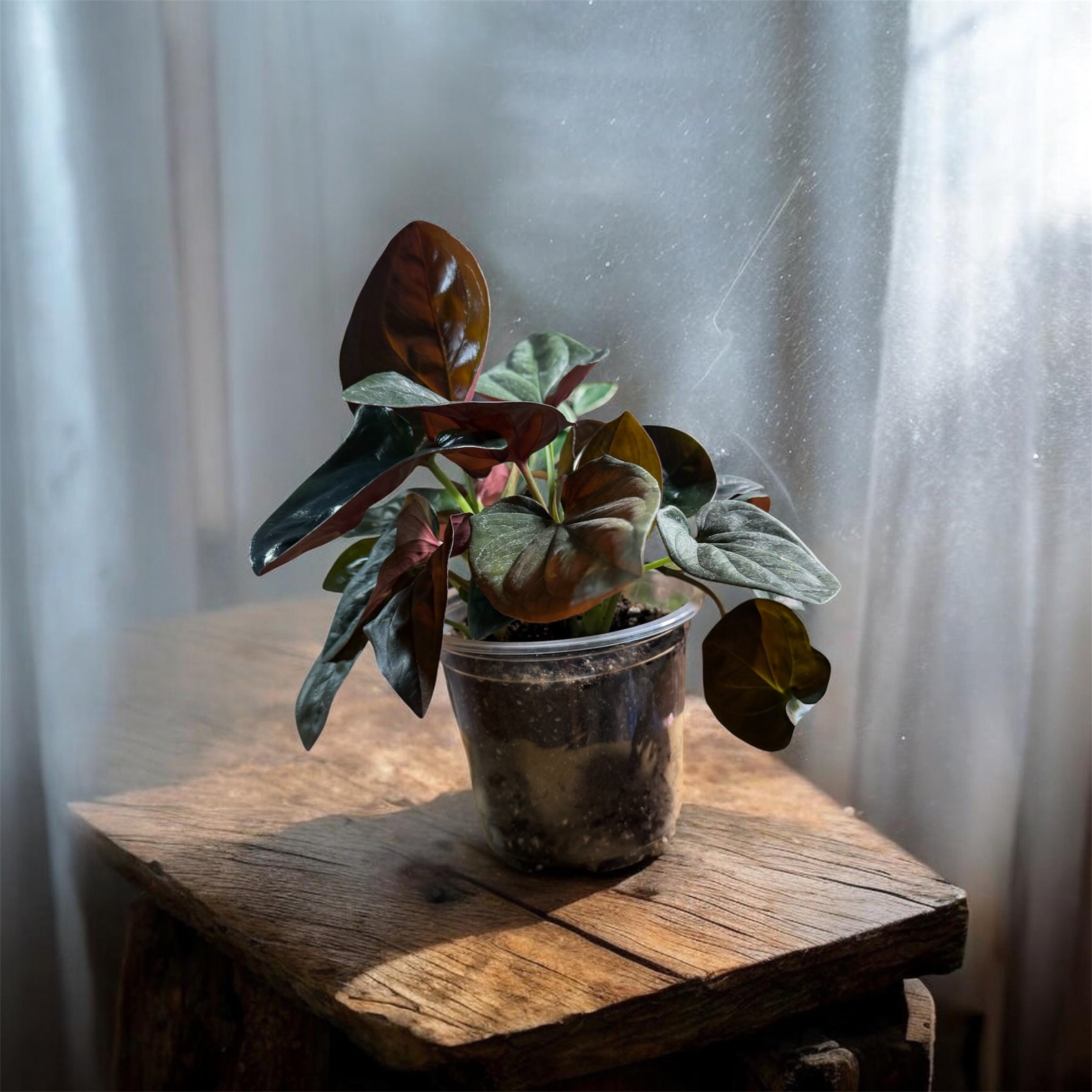 Syngonium Red Arrow 4 1/2" clear pot