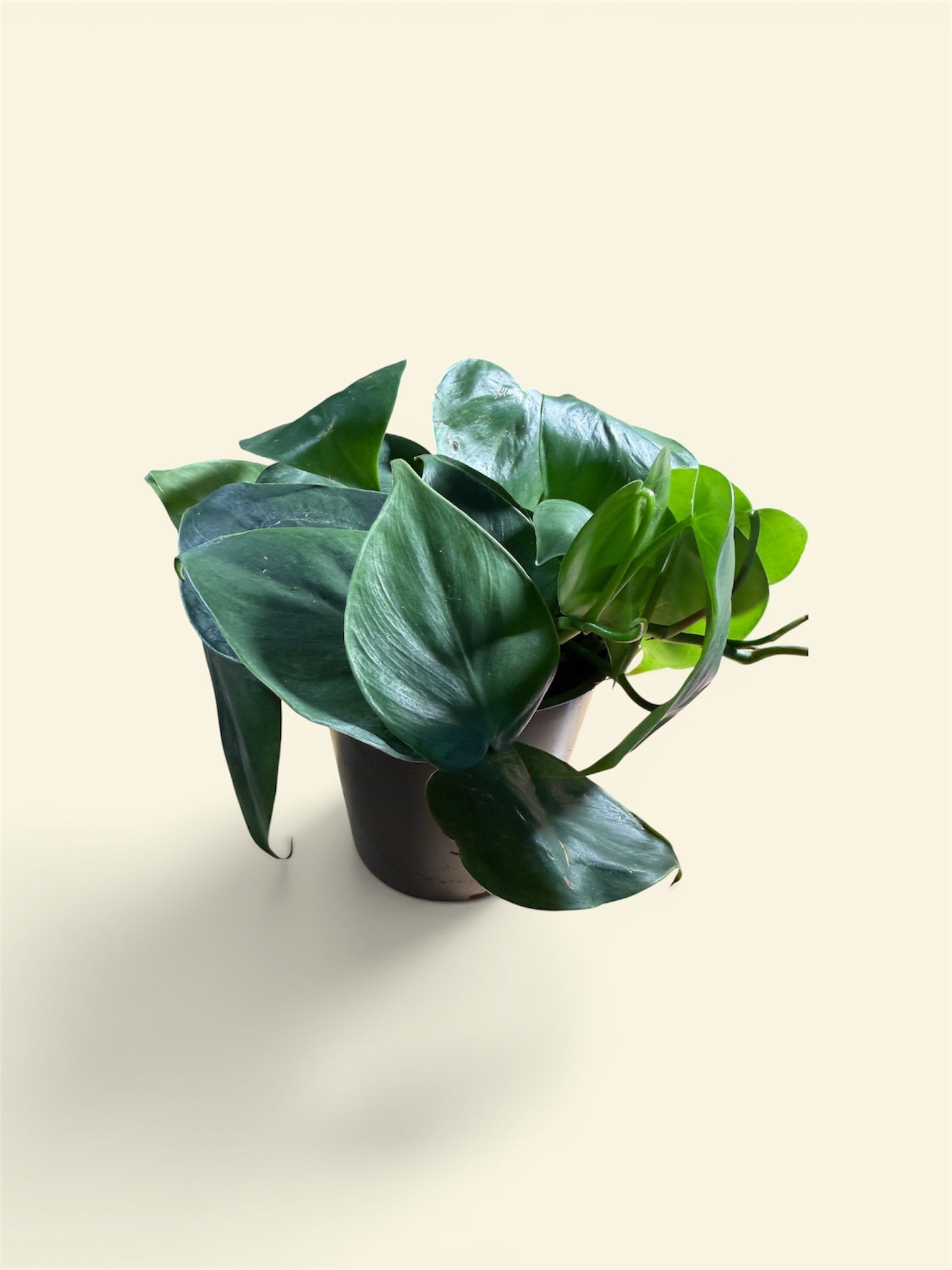Heartleaf Philodendron 4" pot