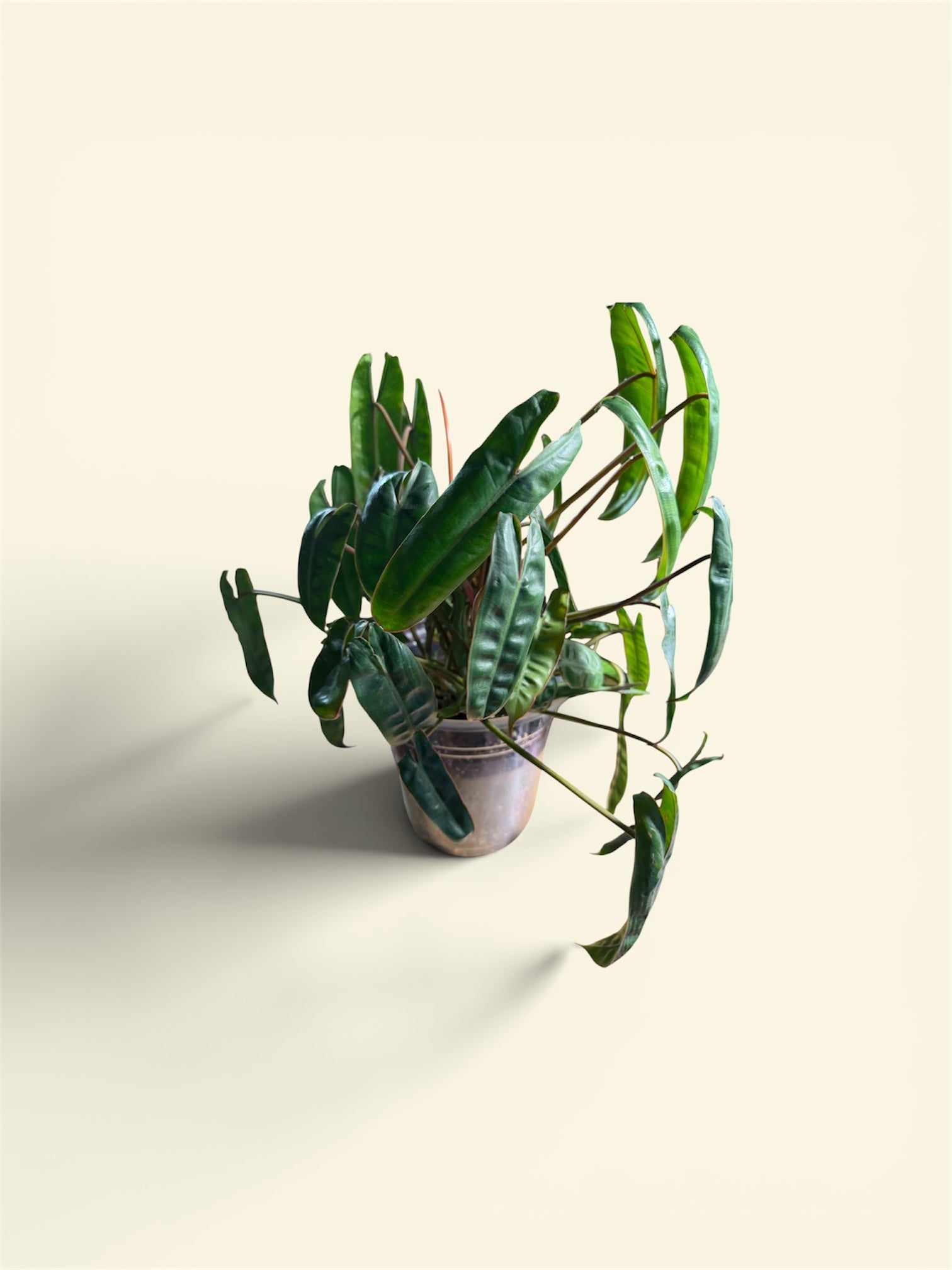 Philodendron billietiae 6" full pot