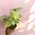 4" Syngonium (Arrowhead Plant) (starter)