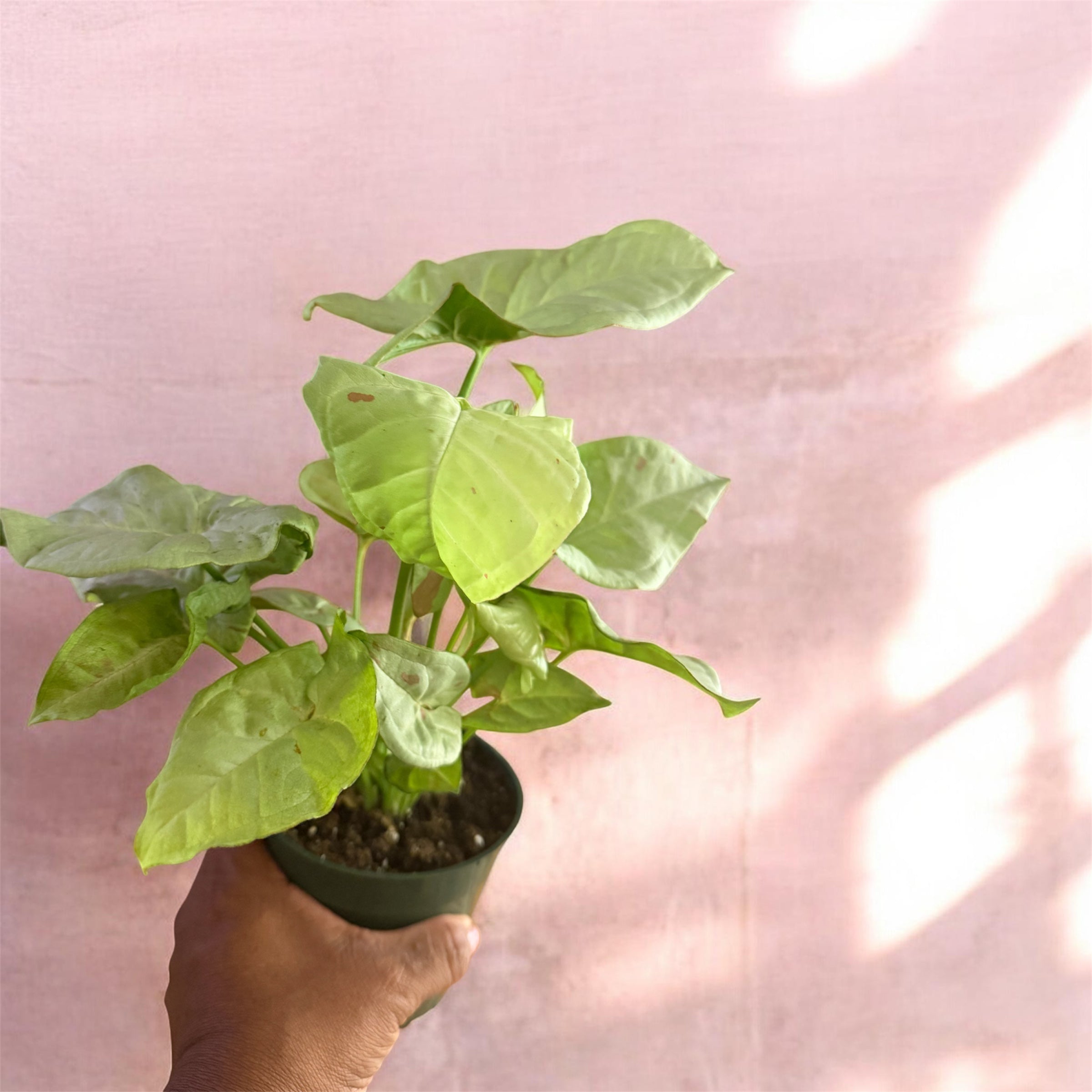 4" Syngonium (Arrowhead Plant) (starter)