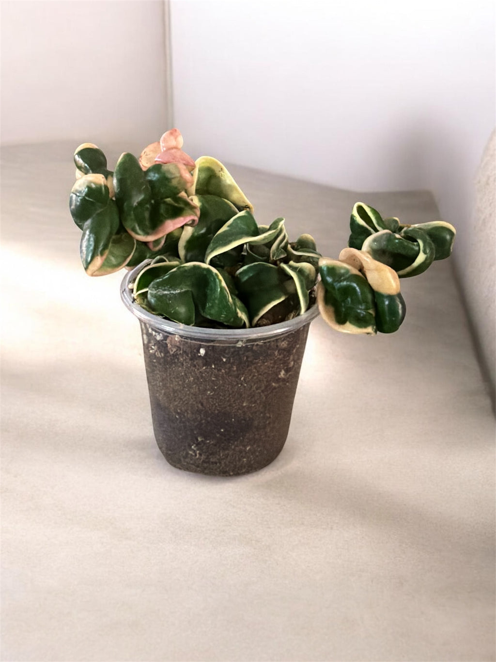 Houseplant Starter Set – Soil, Scoop & 4” Plant