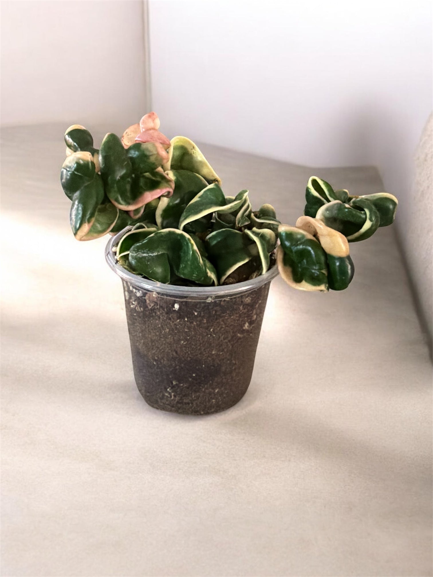 Houseplant Starter Set – Soil, Scoop & 4” Plant
