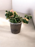 4" Hoya Compacta Variegata (Hindu Rope Plant)