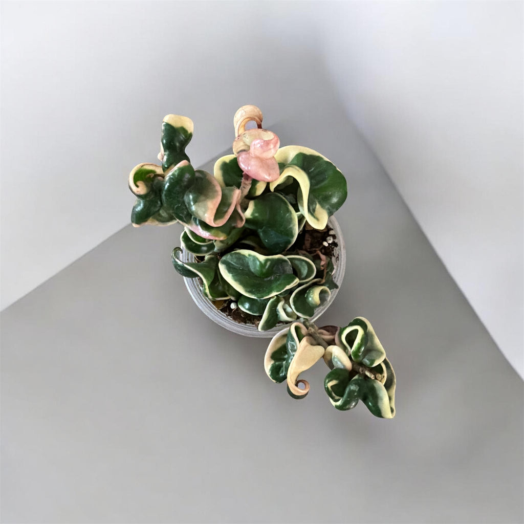 4" Hoya Compacta Variegata (Hindu Rope Plant)
