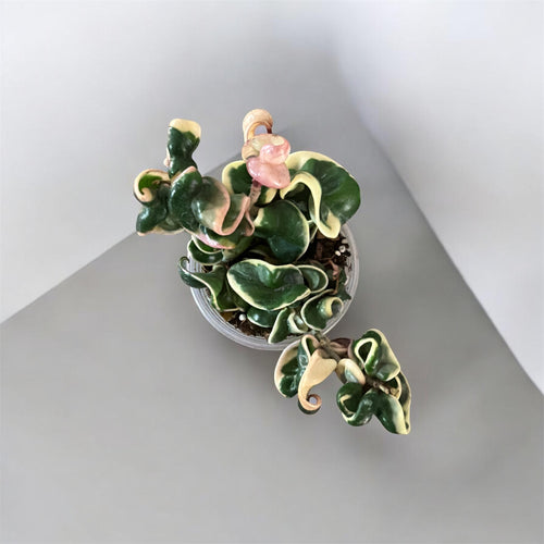 4" Hoya Compacta Variegata (Hindu Rope Plant)