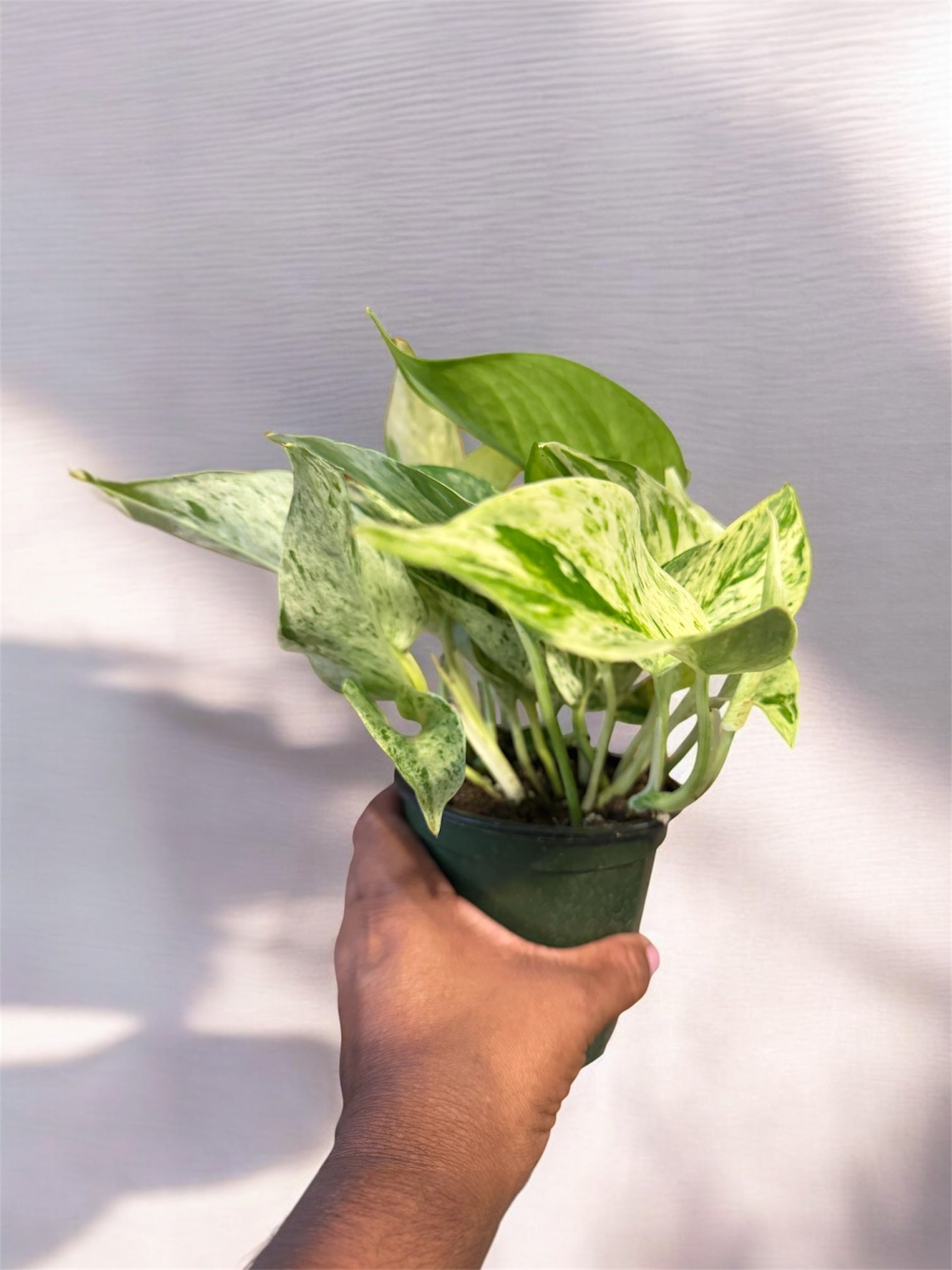 4" Pothos Marble Queen