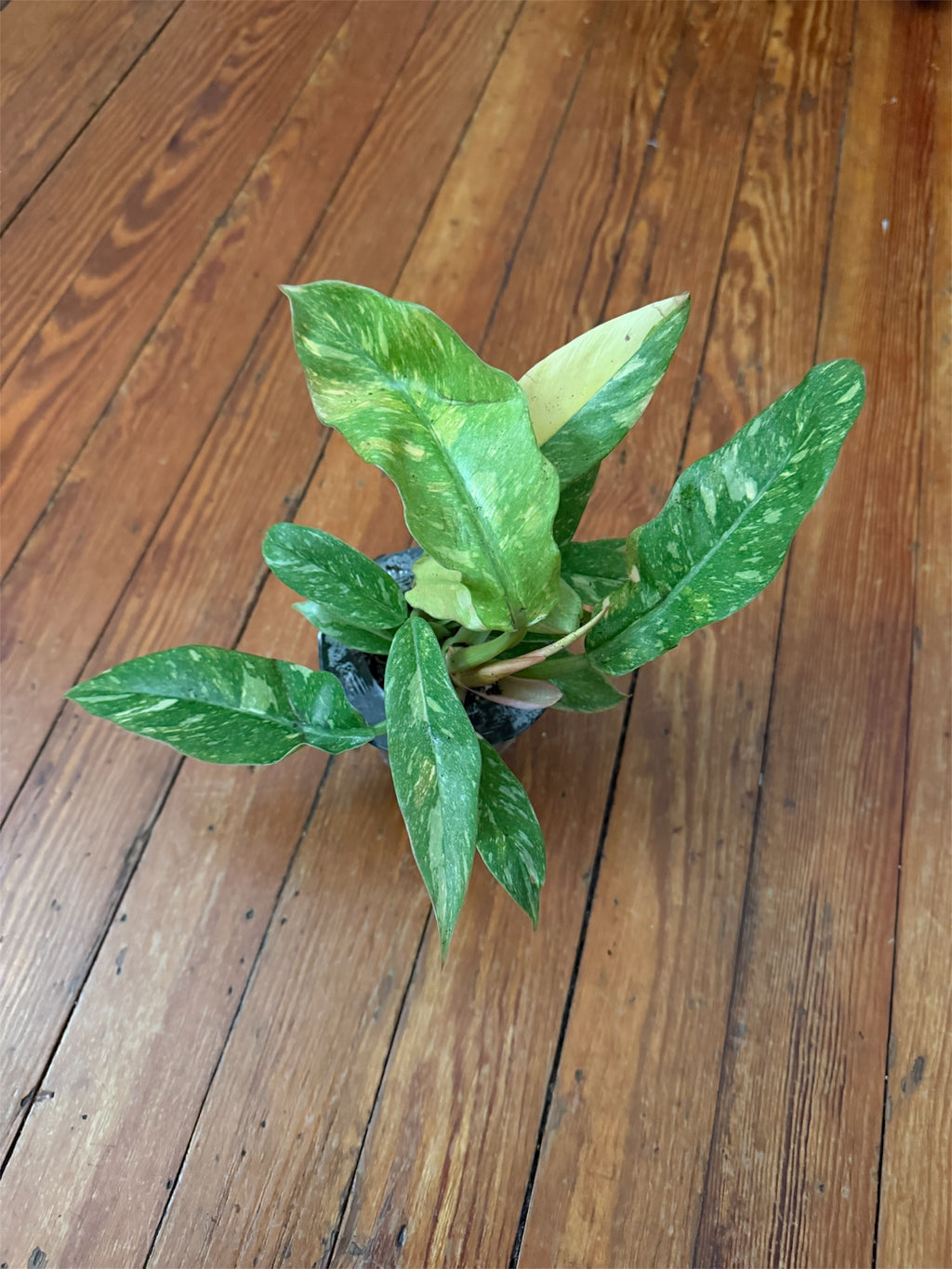 4" Philodendron Ring of Fire