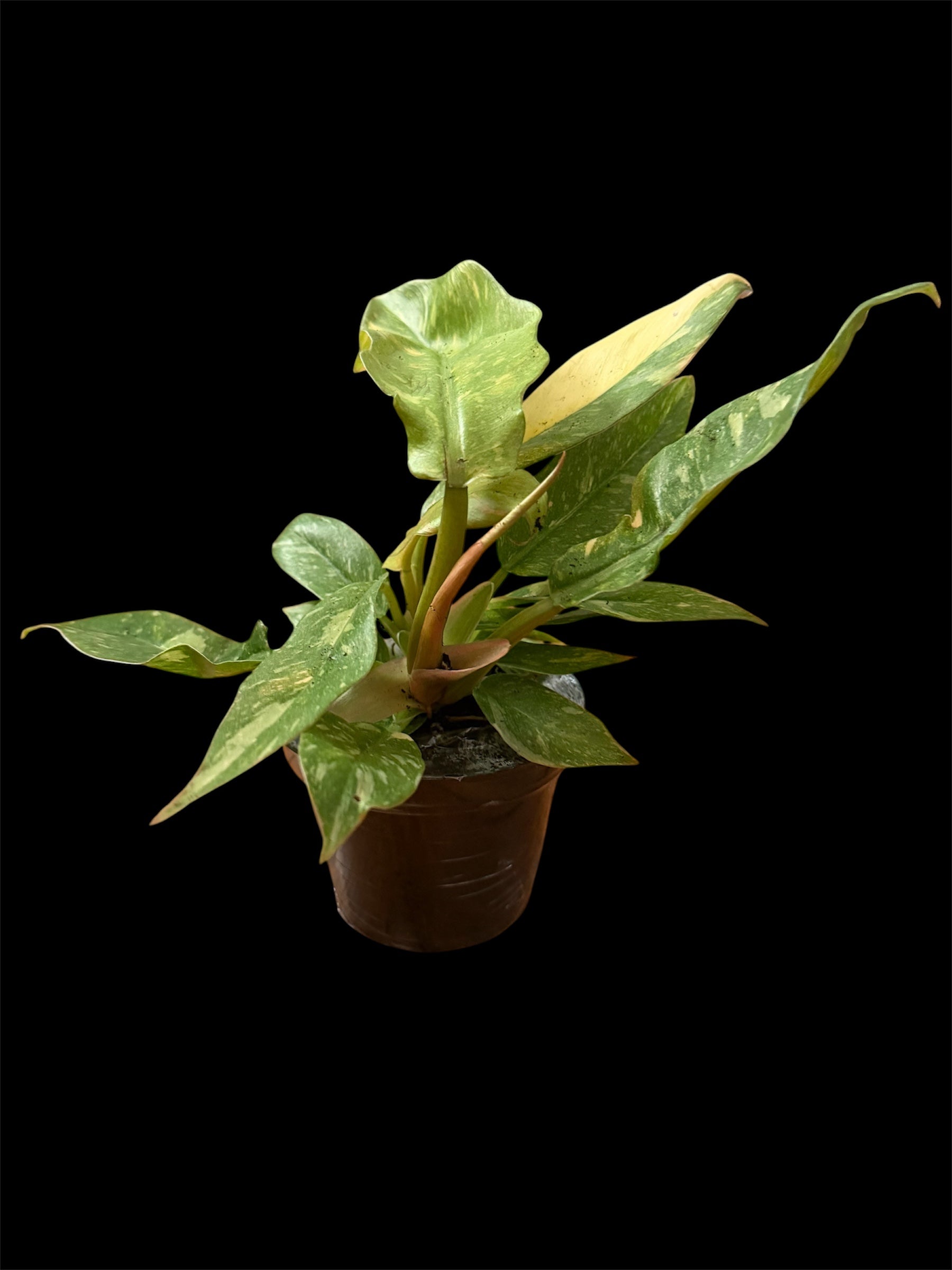 4" Philodendron Ring of Fire