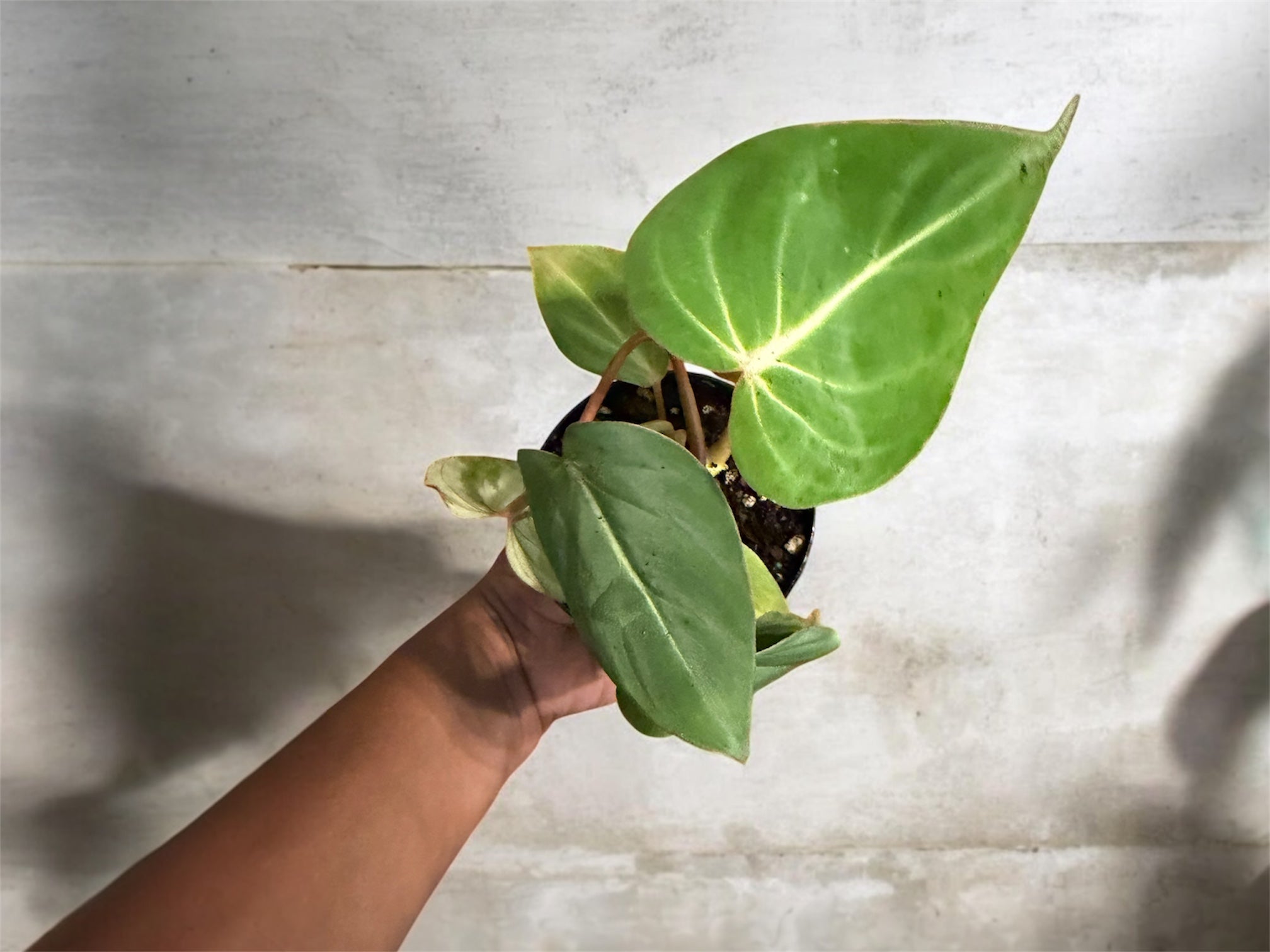Philodendron Gloriosum