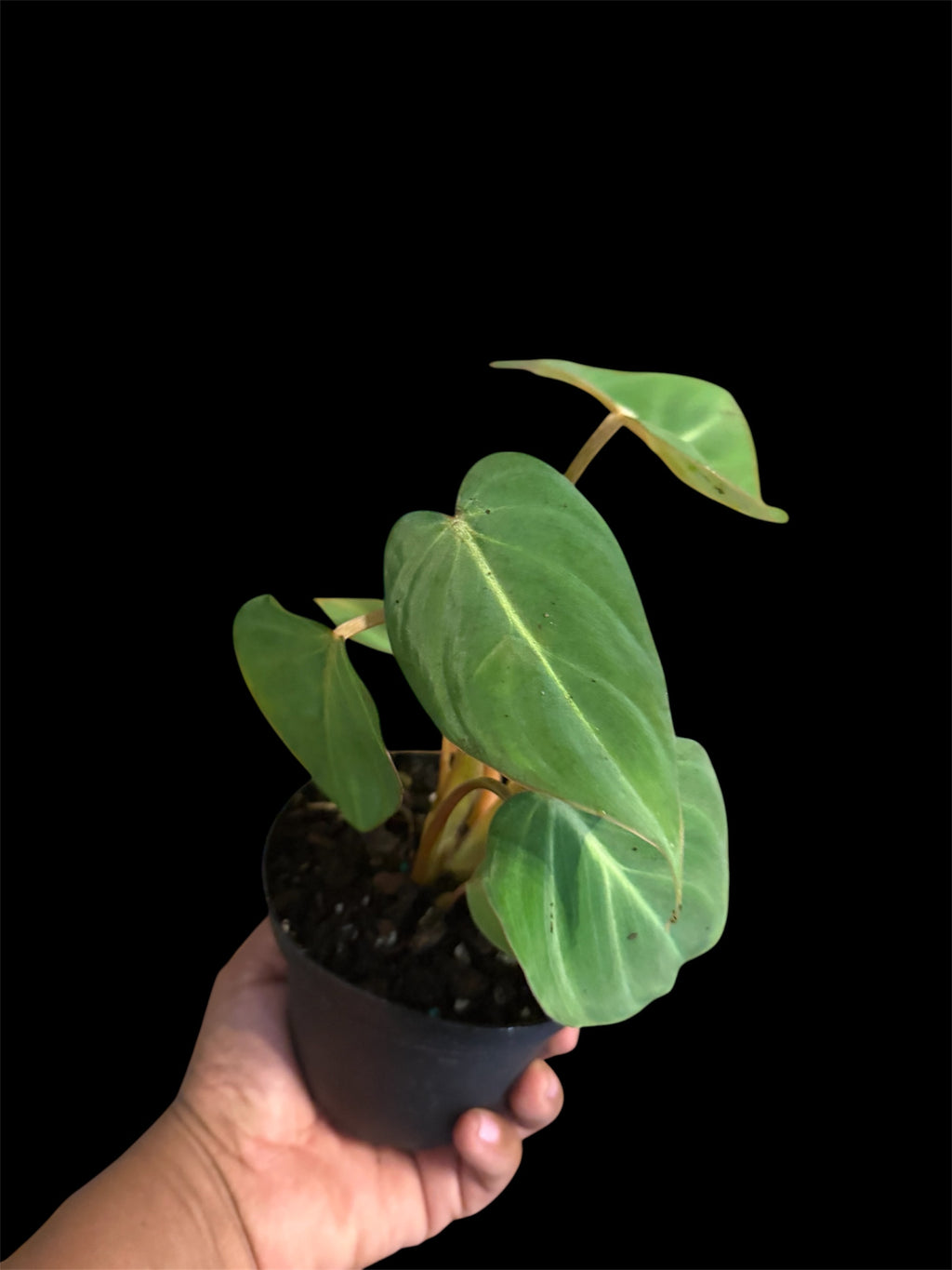 Philodendron Gloriosum