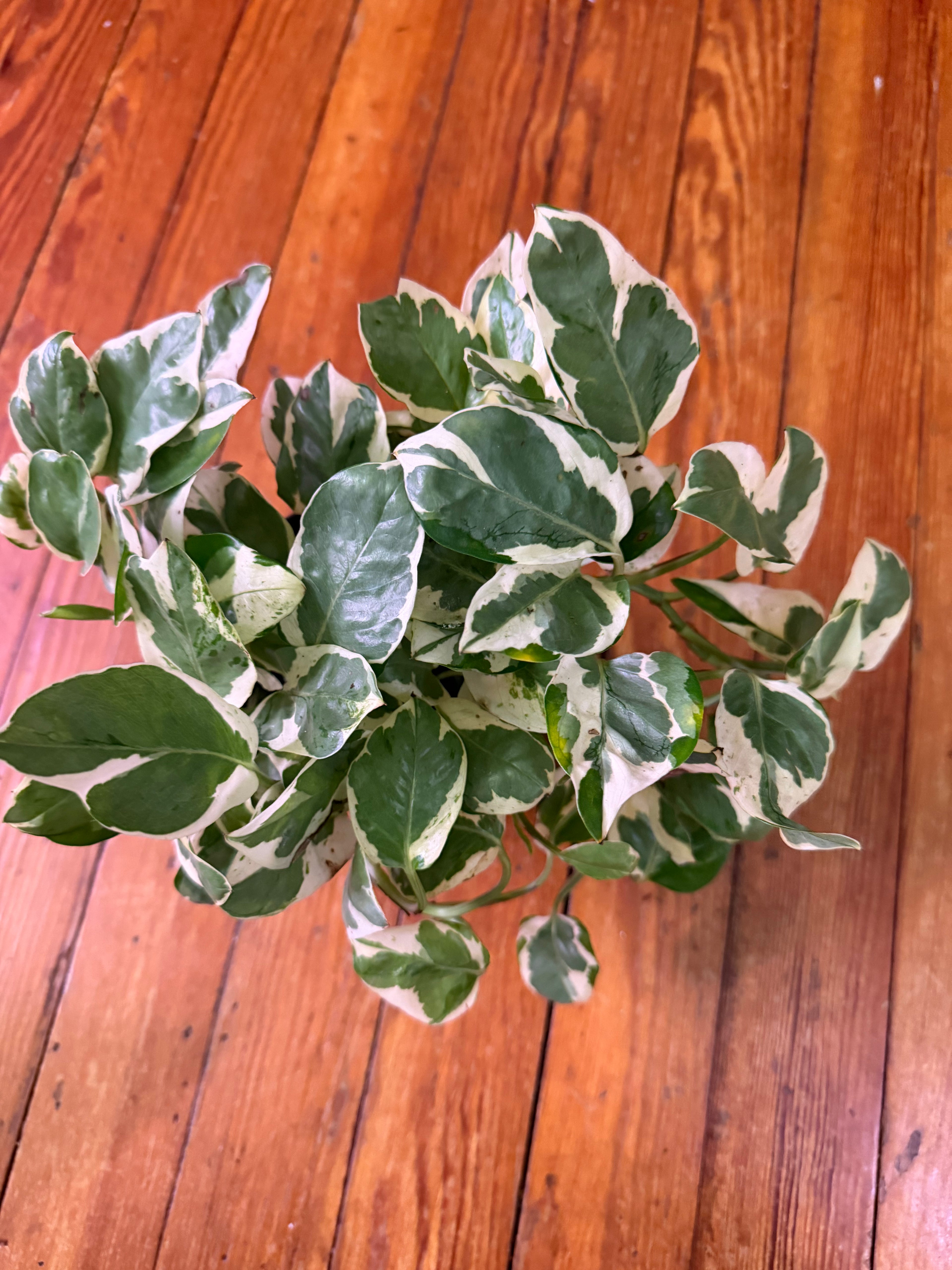 6" full N’Joy Pothos