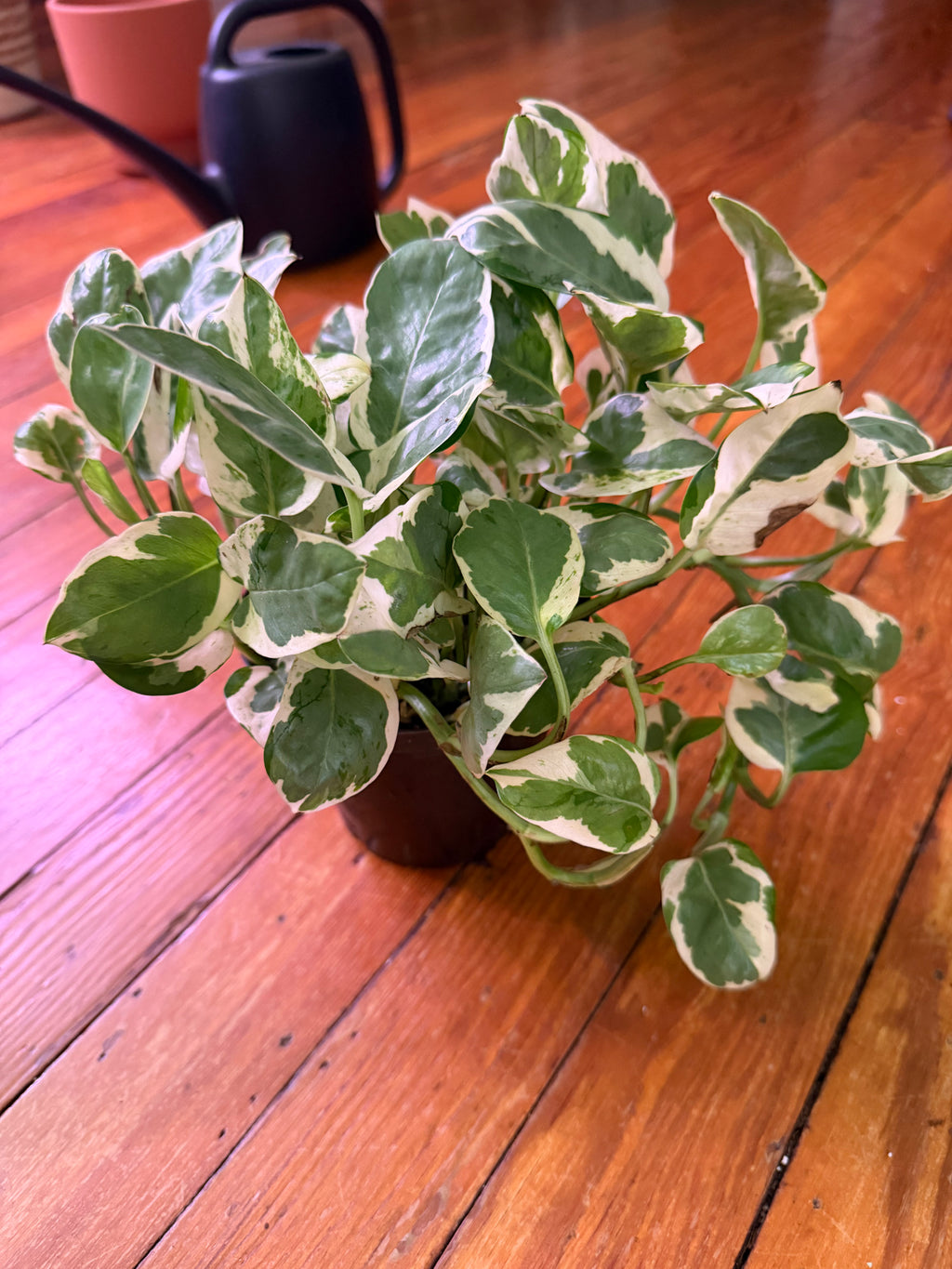 6" full N’Joy Pothos