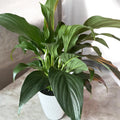 Peace Lilly 6" pot