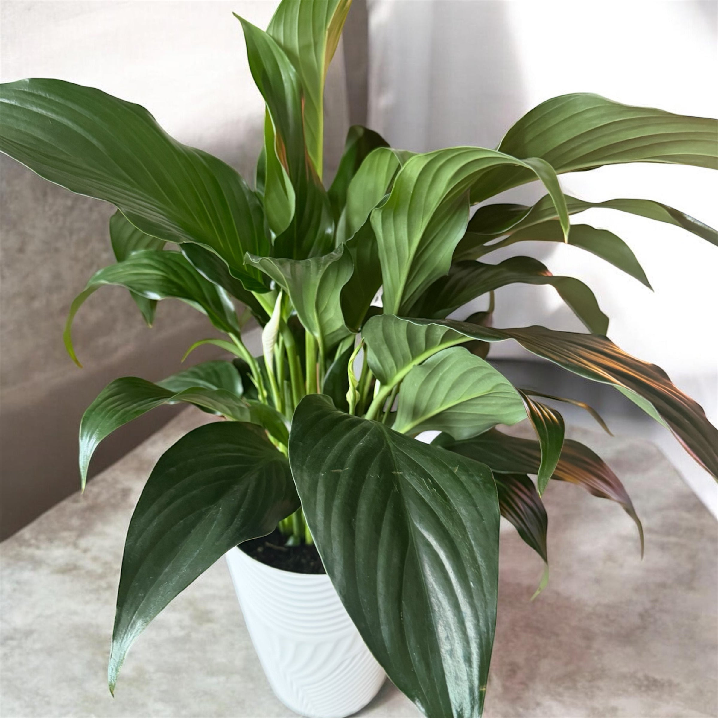 Peace Lilly 6" pot